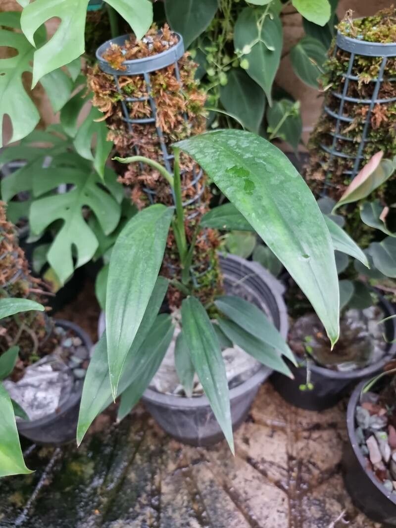 Epipremnum amplissimum