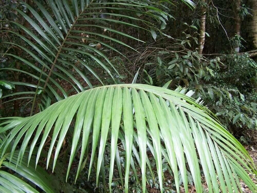 Archontophoenix cunninghamiana leaf
