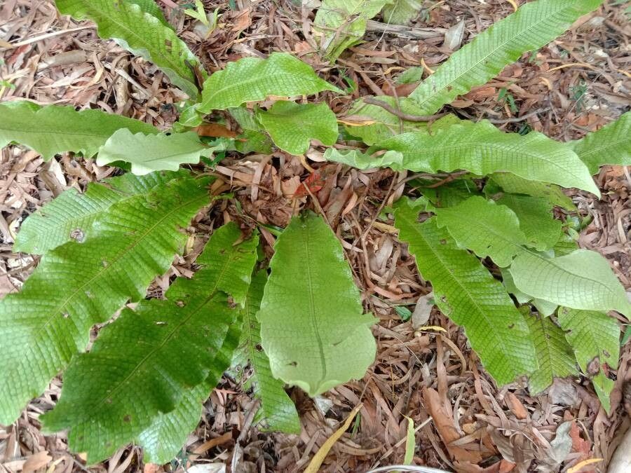 Thelypteris gymnopteridifrons habit