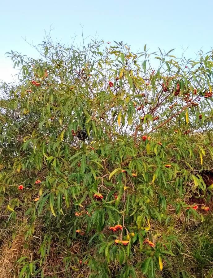 Tabernaemontana hystrix habit