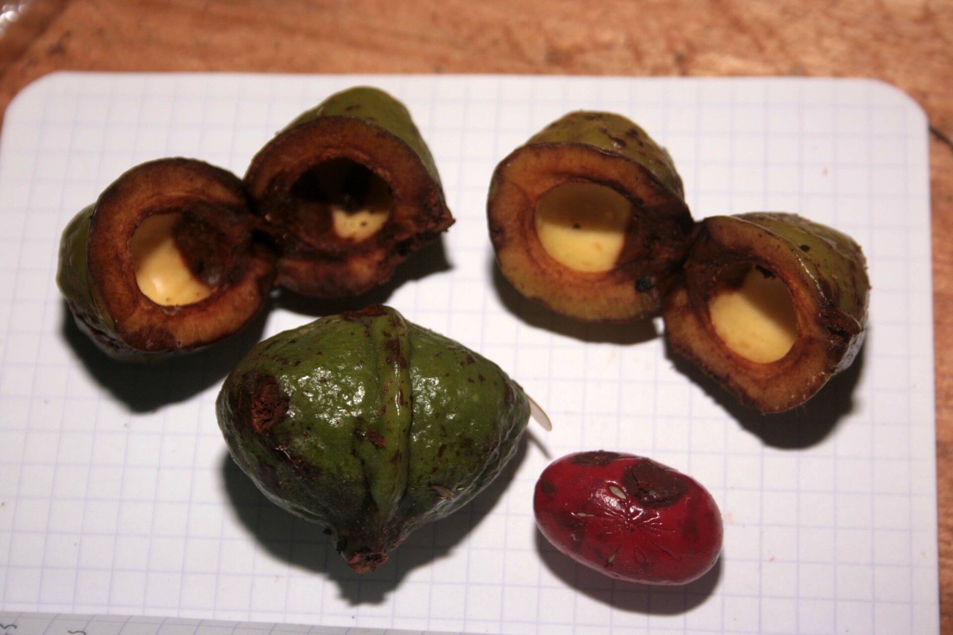 Iryanthera tessmannii fruit