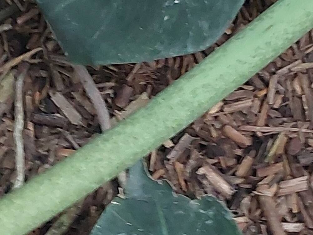 Philodendron deflexum bark