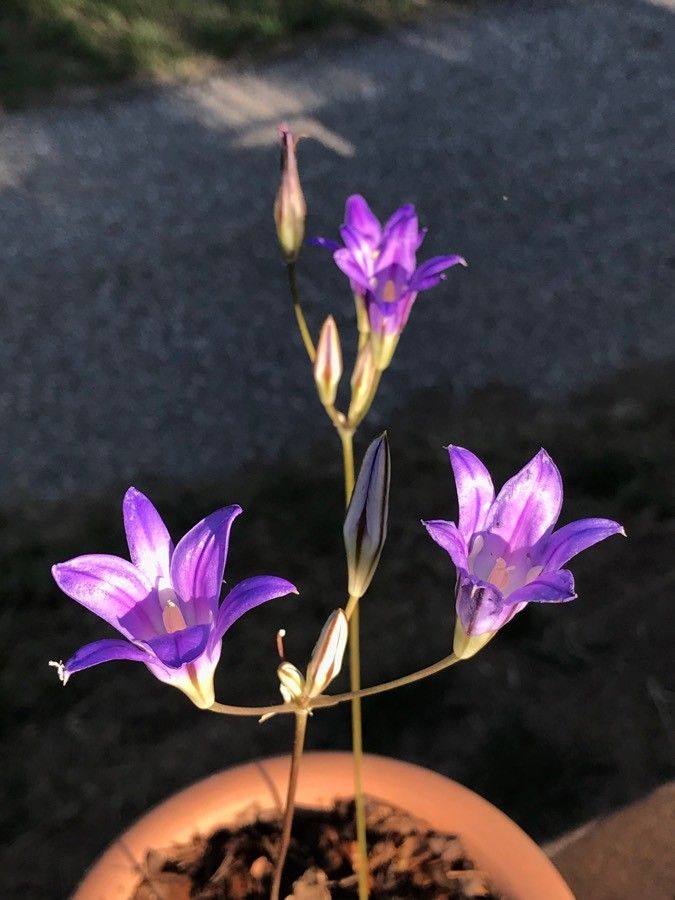Brodiaea jolonensis flower