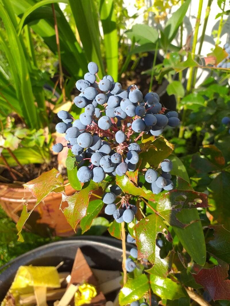 Berberis repens fruit