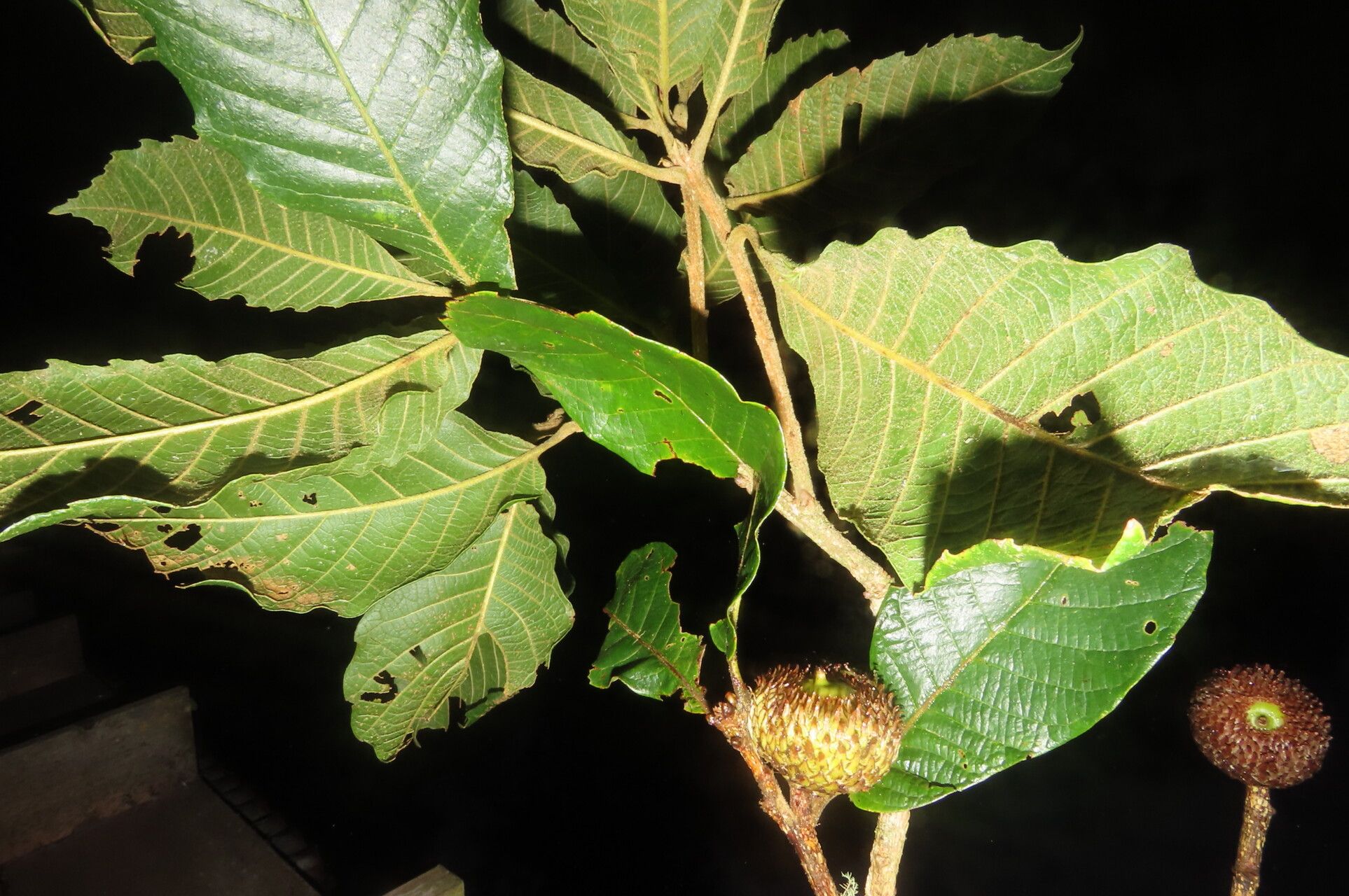 Quercus insignis — search result for 'Panama'