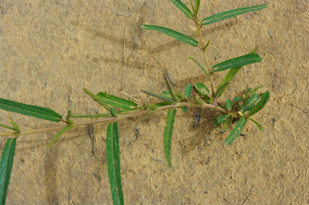 Corchorus tridens — search result for 'Corchorus'