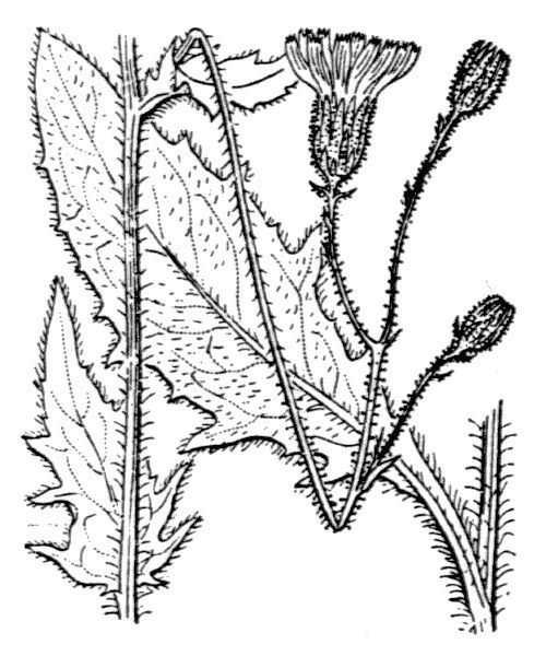 Hieracium rapunculoides — houseplant care guide