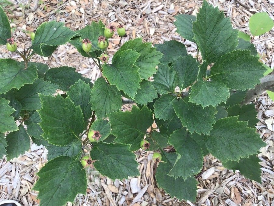 Crataegus calpodendron leaf
