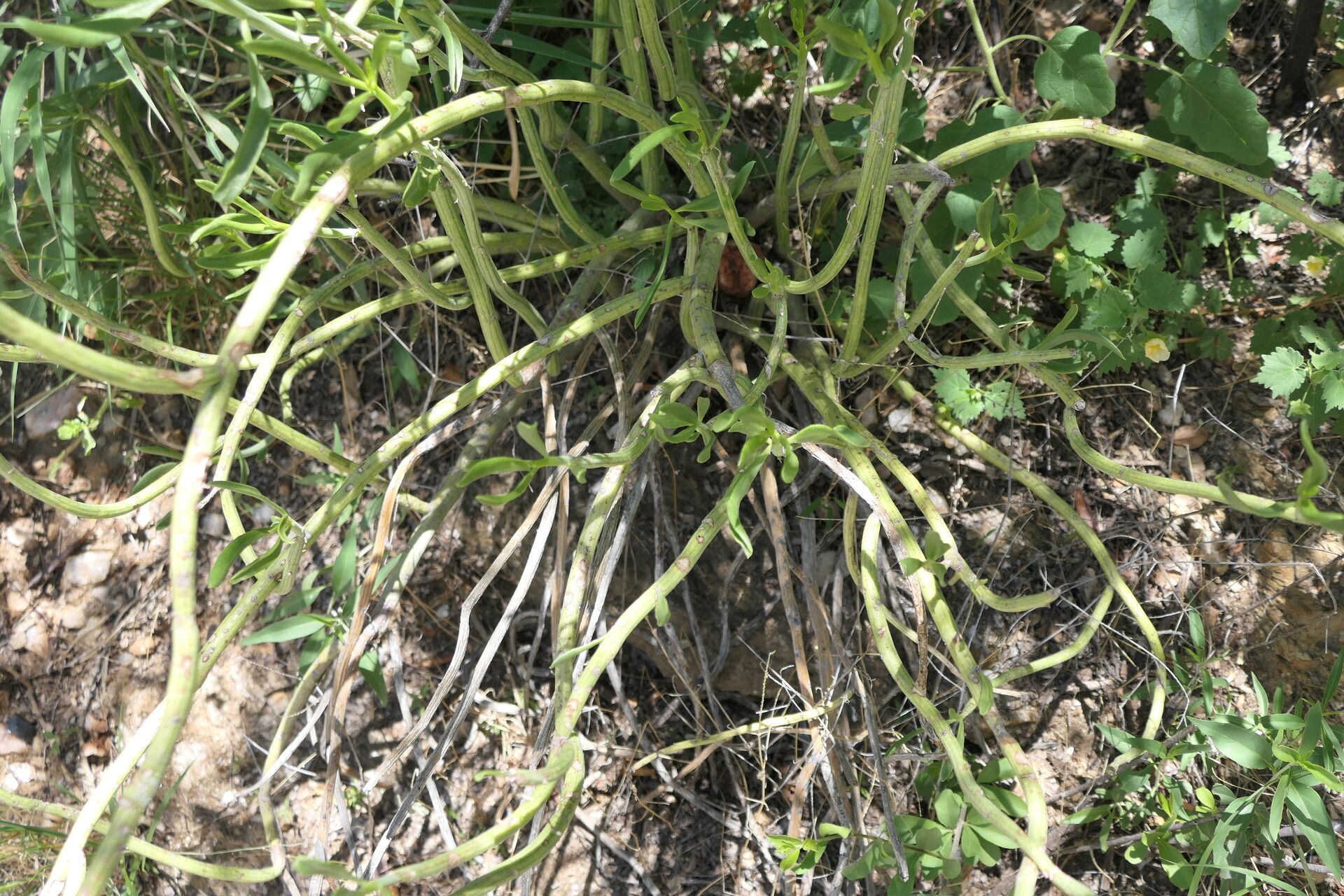 Kleinia longiflora habit