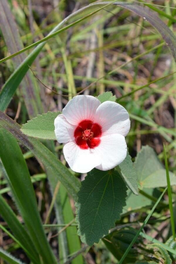 Pavonia hastata flower