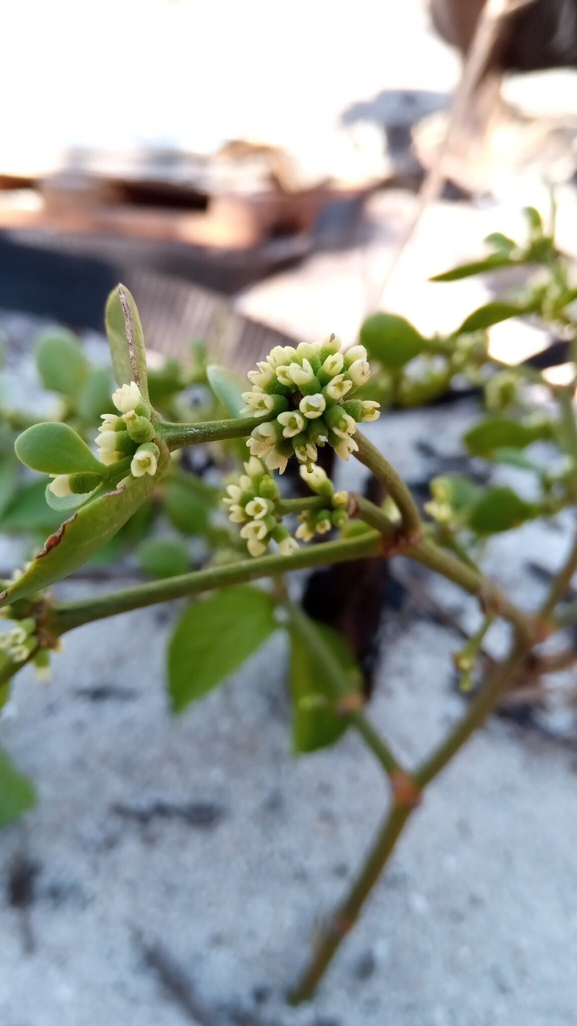 Viscum ambongoense — related species from the same genus