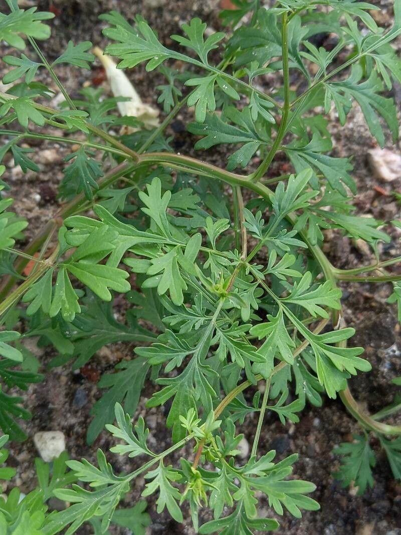 Incarvillea sinensis — search result for 'Incarvillea'