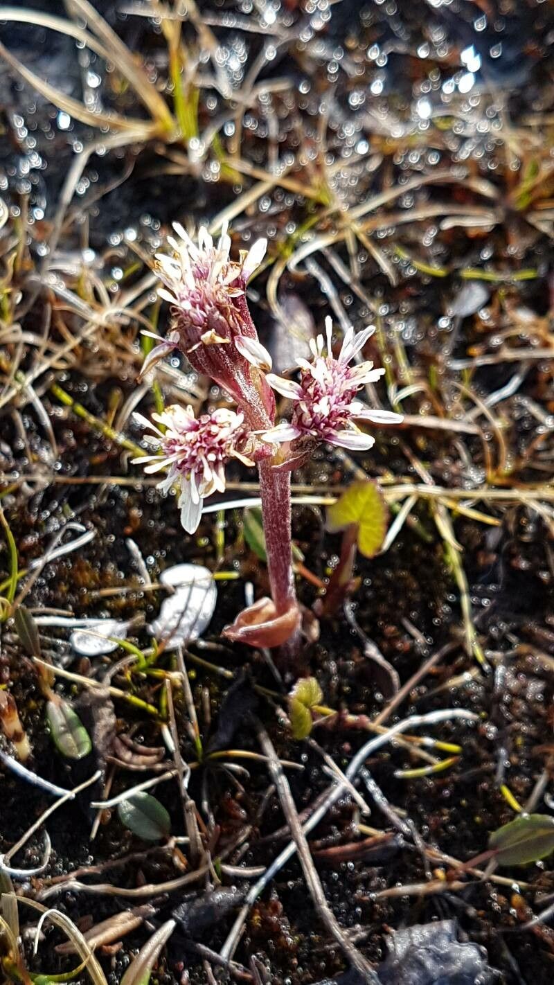 Petasites frigidus flower