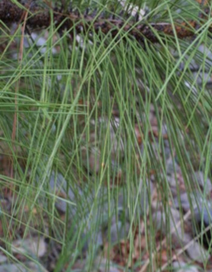 Pinus engelmannii — search result for 'Pinus'