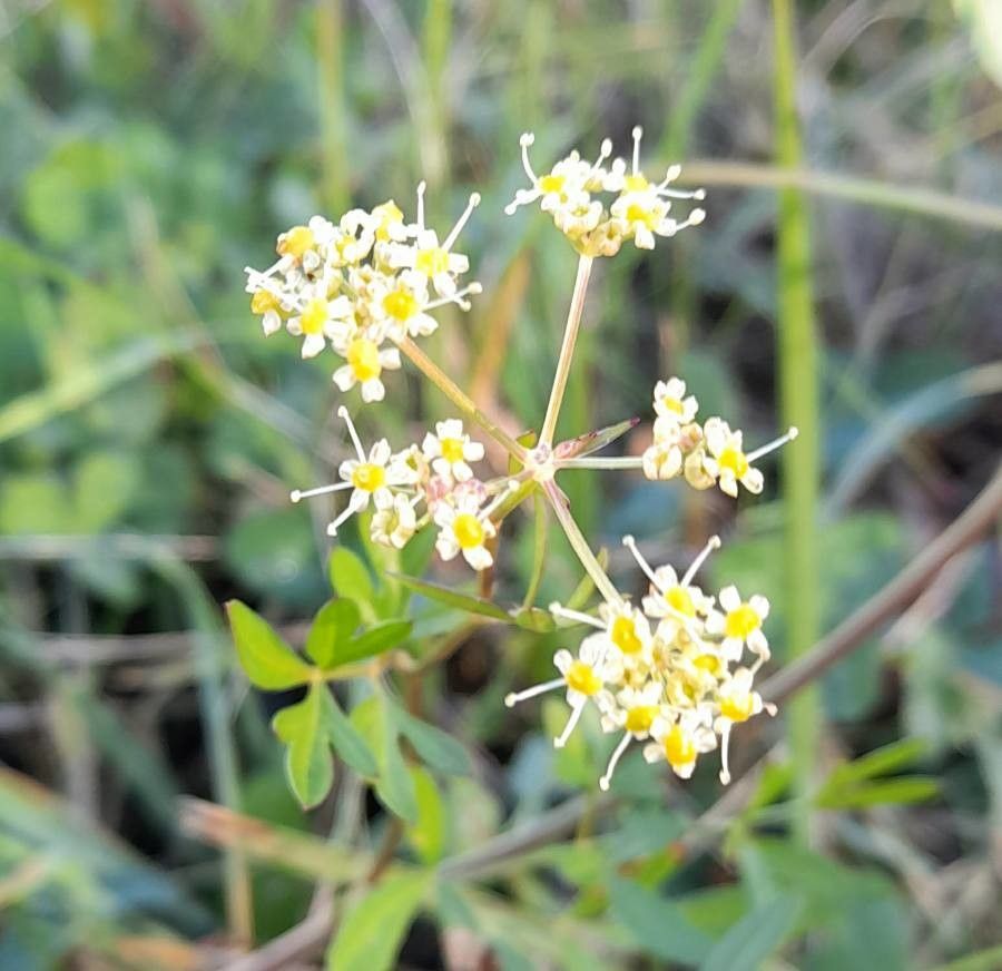 Silaum silaus flower