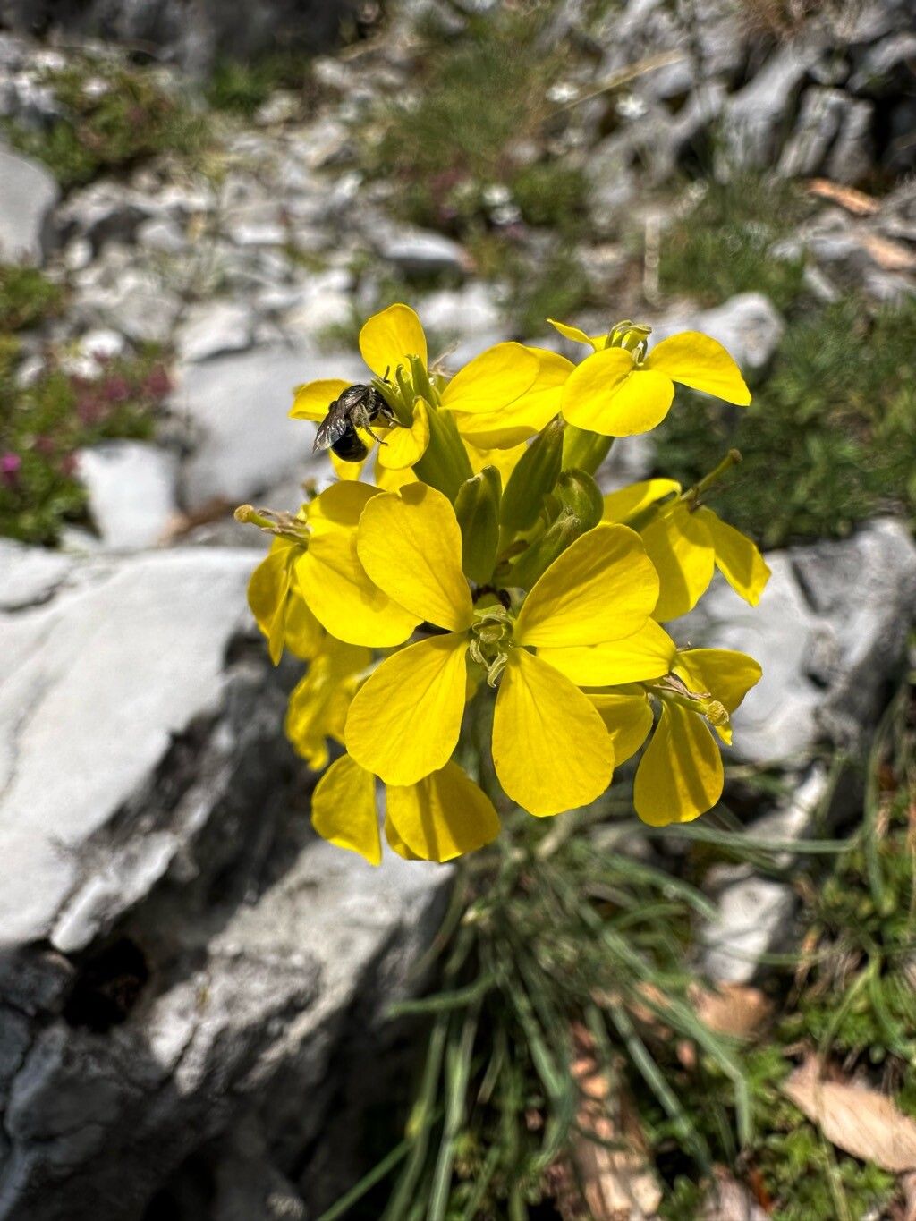 Erysimum comatum flower