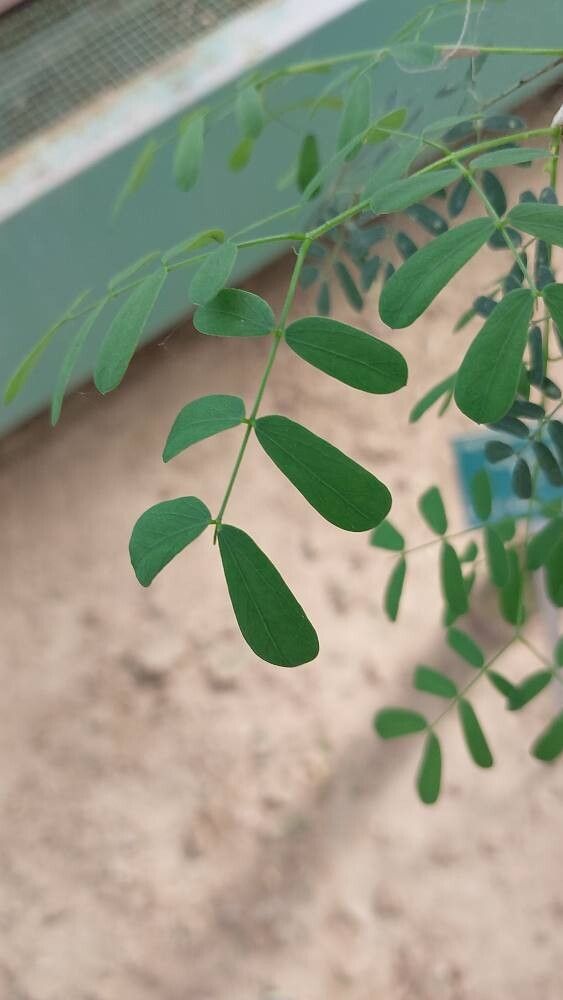 Senegalia laeta — houseplant care guide