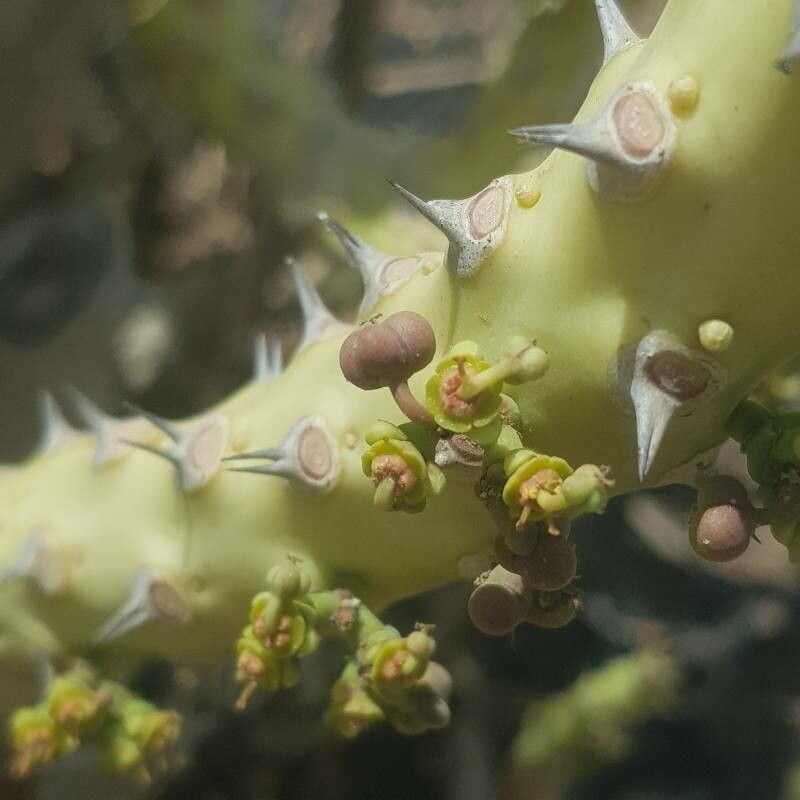 Euphorbia paganorum fruit
