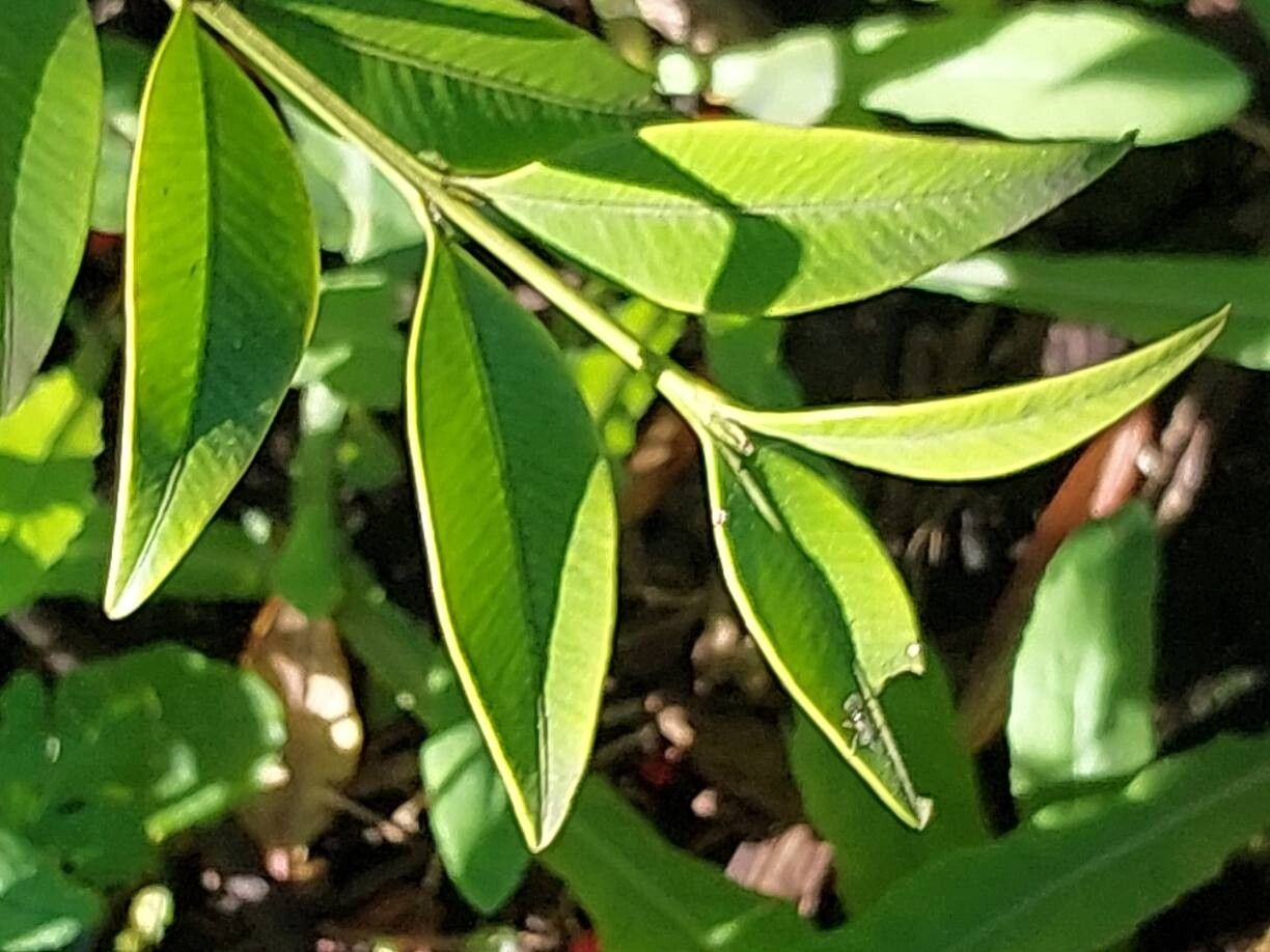 Buxus henryi — houseplant care guide