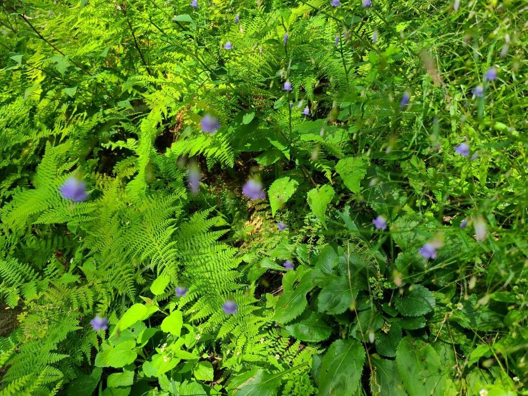 Campanula divaricata flower