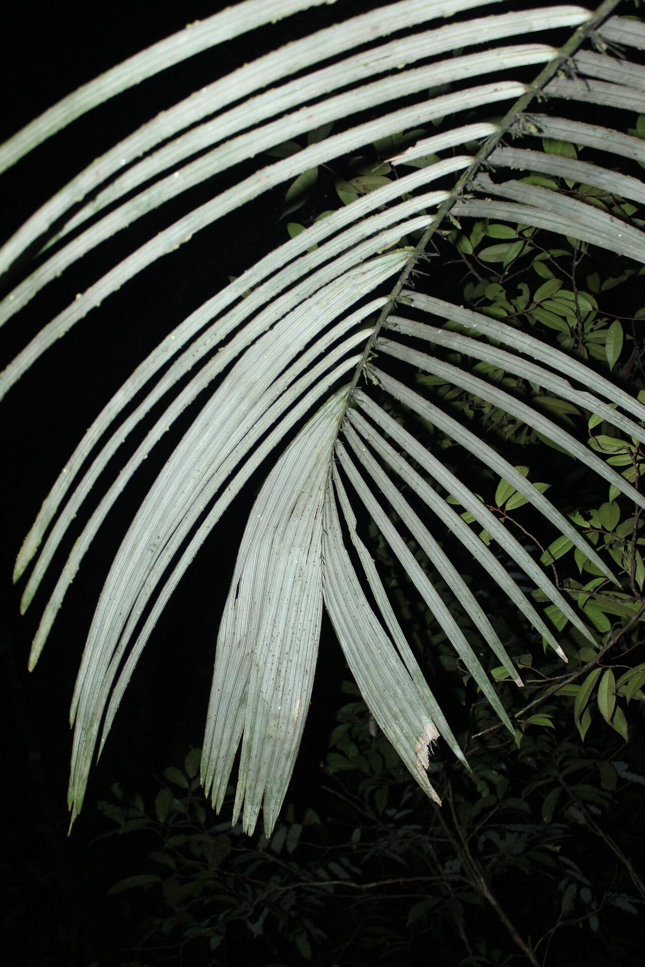 Astrocaryum murumuru — houseplant care guide