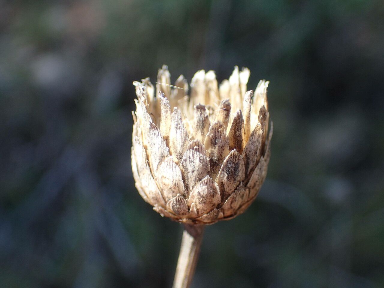 Cheirolophus intybaceus fruit
