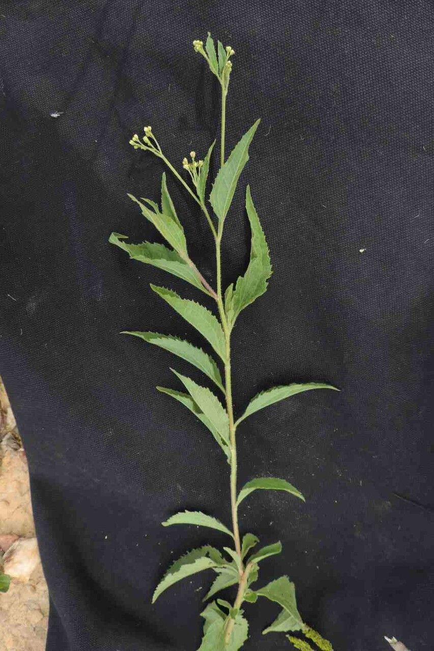 Baccharis serrulata leaf