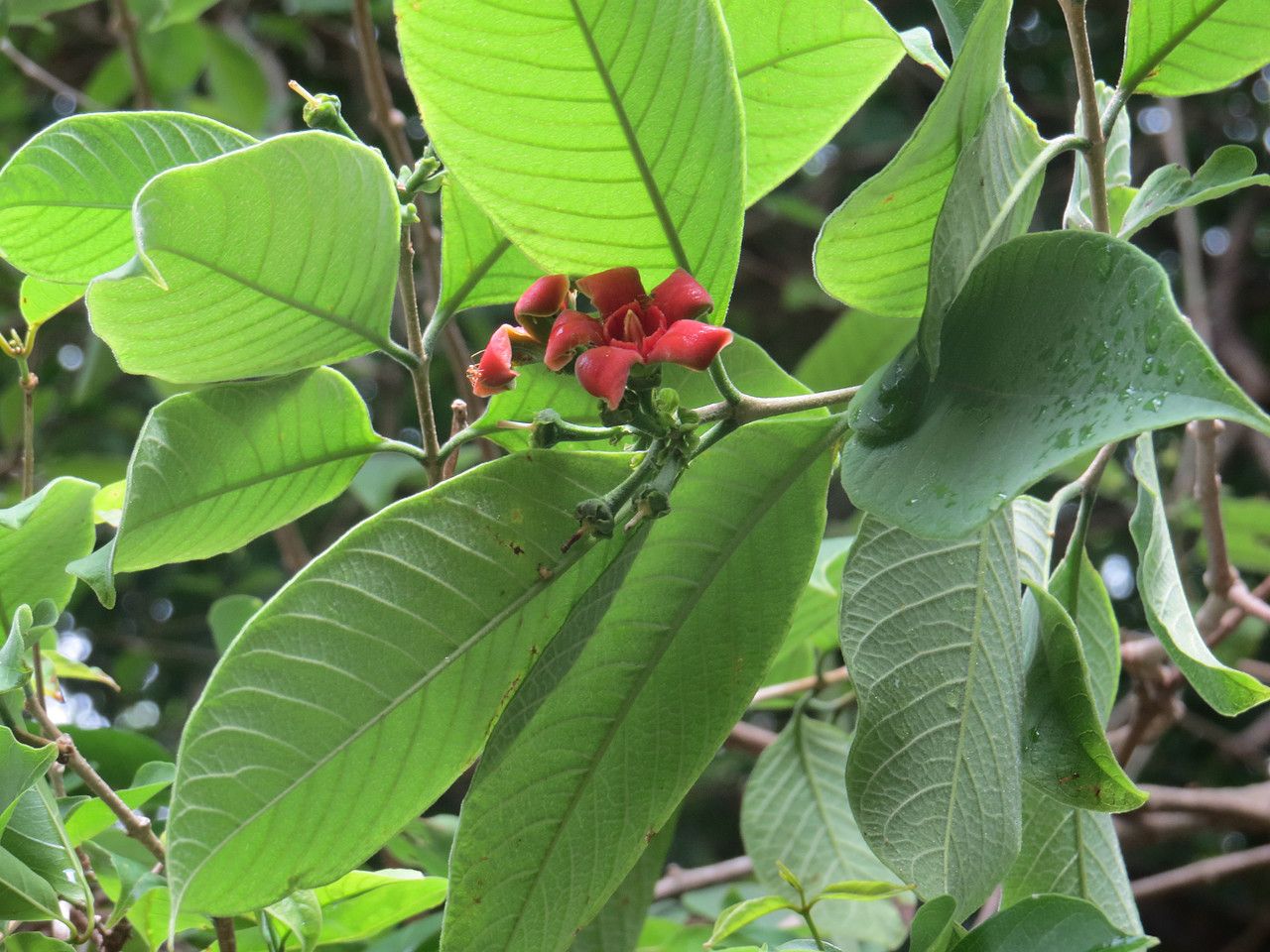 Wrightia arborea flower