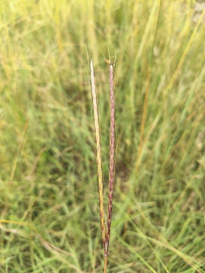 Andropogon chinensis — search result for 'Andropogon'