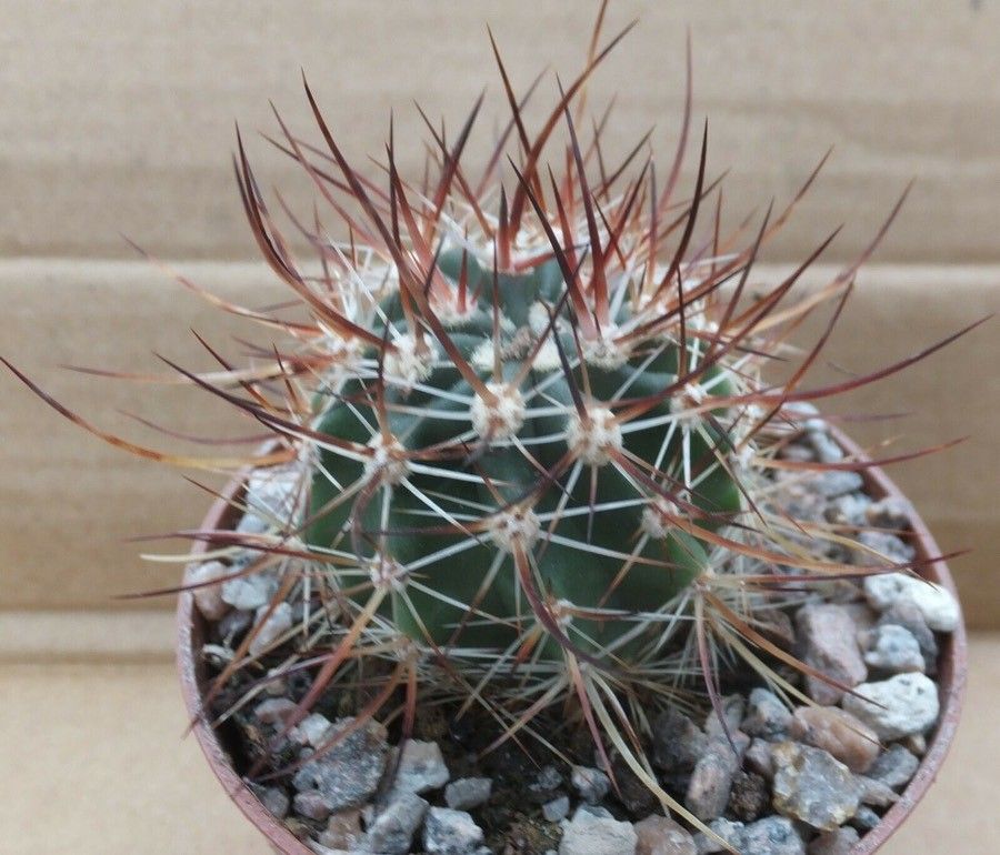 Echinocereus lindsayi — search result for 'Echinocereus'