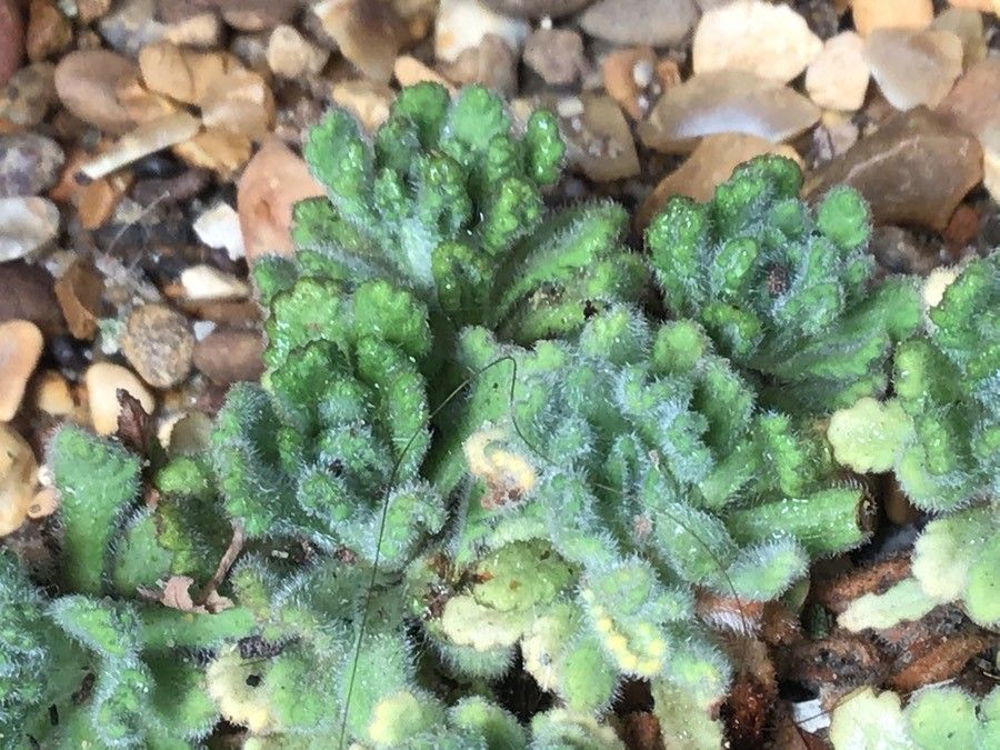 Dionysia aretioides — search result for 'northern Iran'