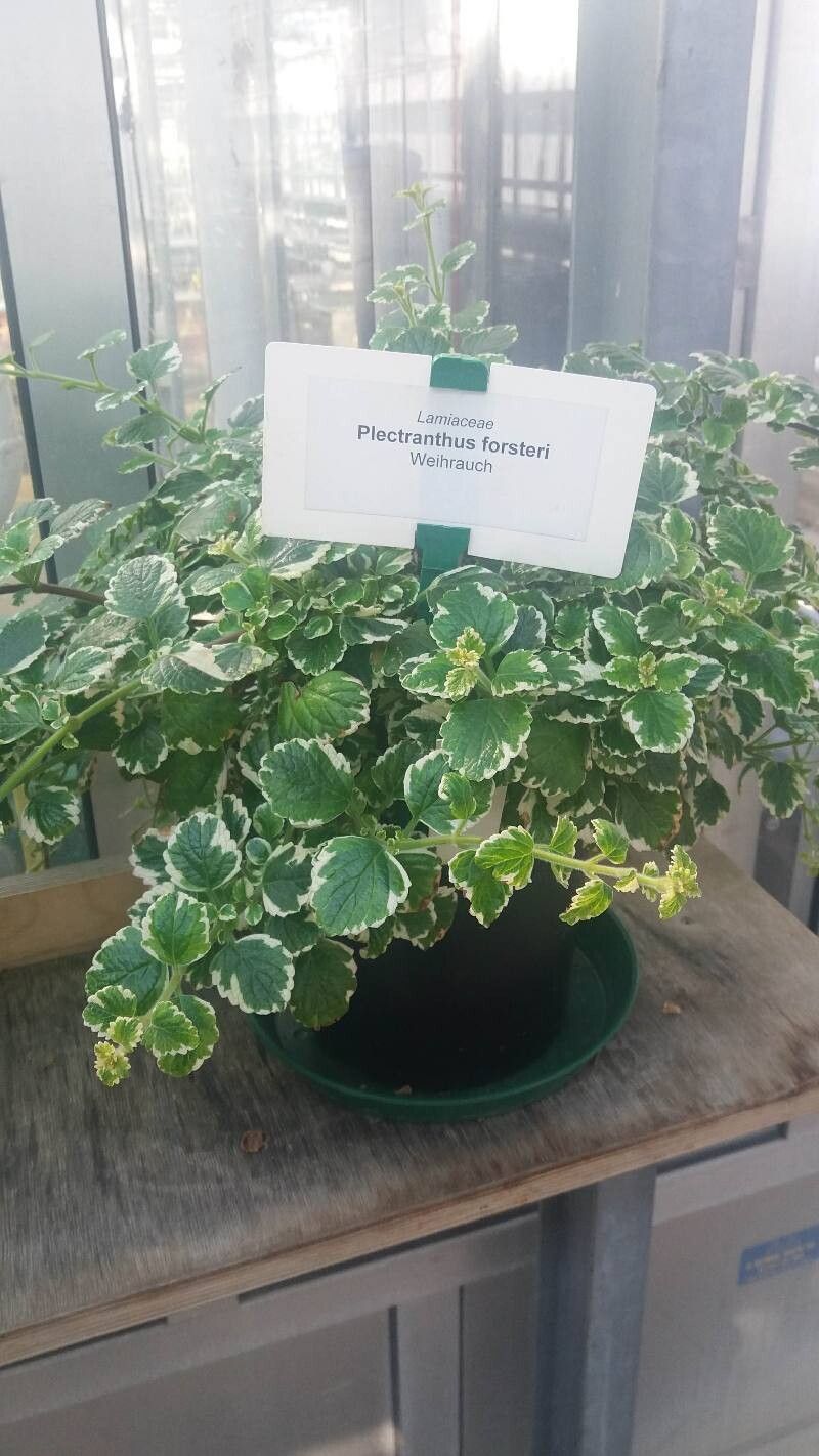 Plectranthus forsythii — search result for 'Plectranthus'