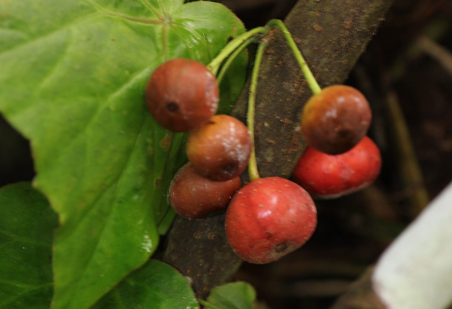 Ficus copiosa fruit