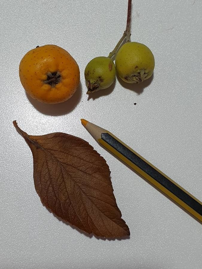 Crataegus mexicana fruit