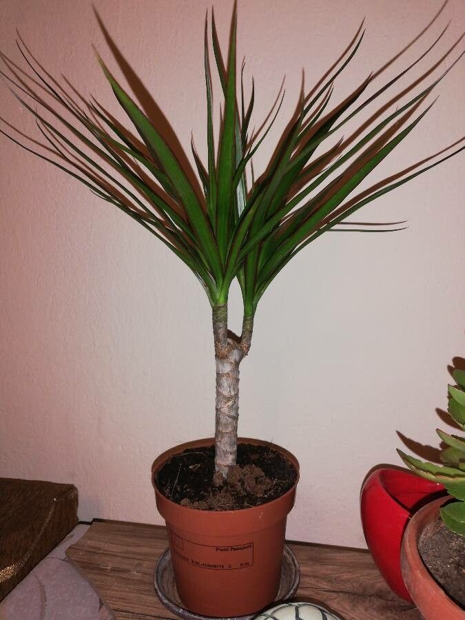 Dracaena marginata flower