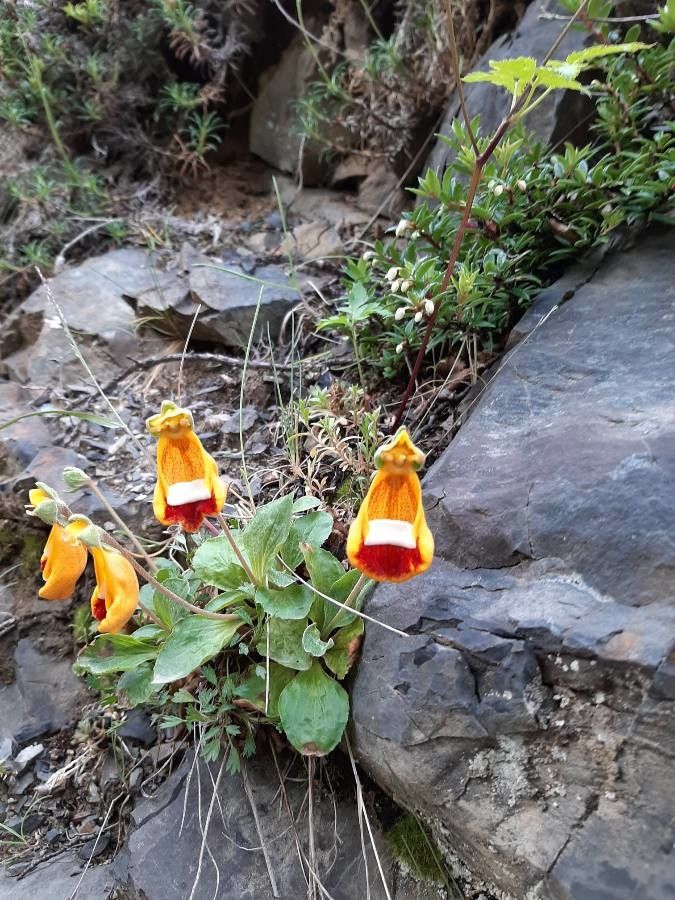 Calceolaria uniflora flower