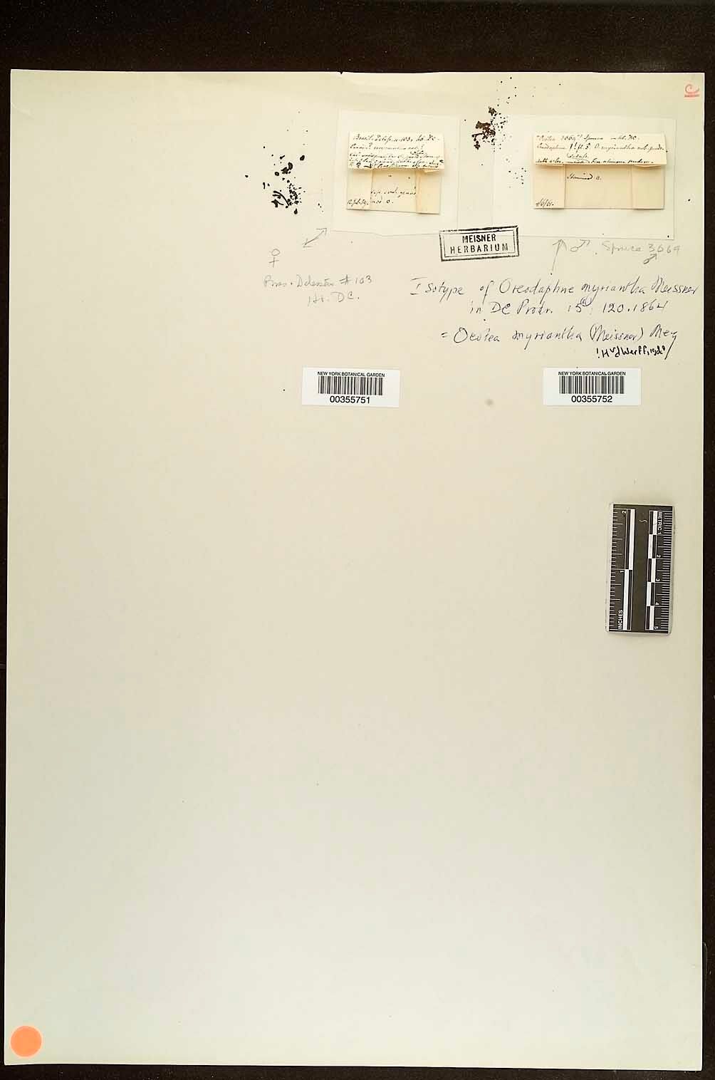 Ocotea myriantha — houseplant care guide