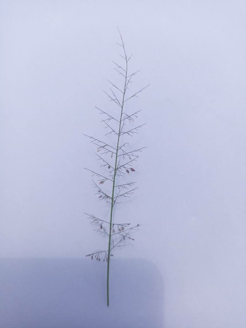 Eragrostis airoides — related species from the same genus