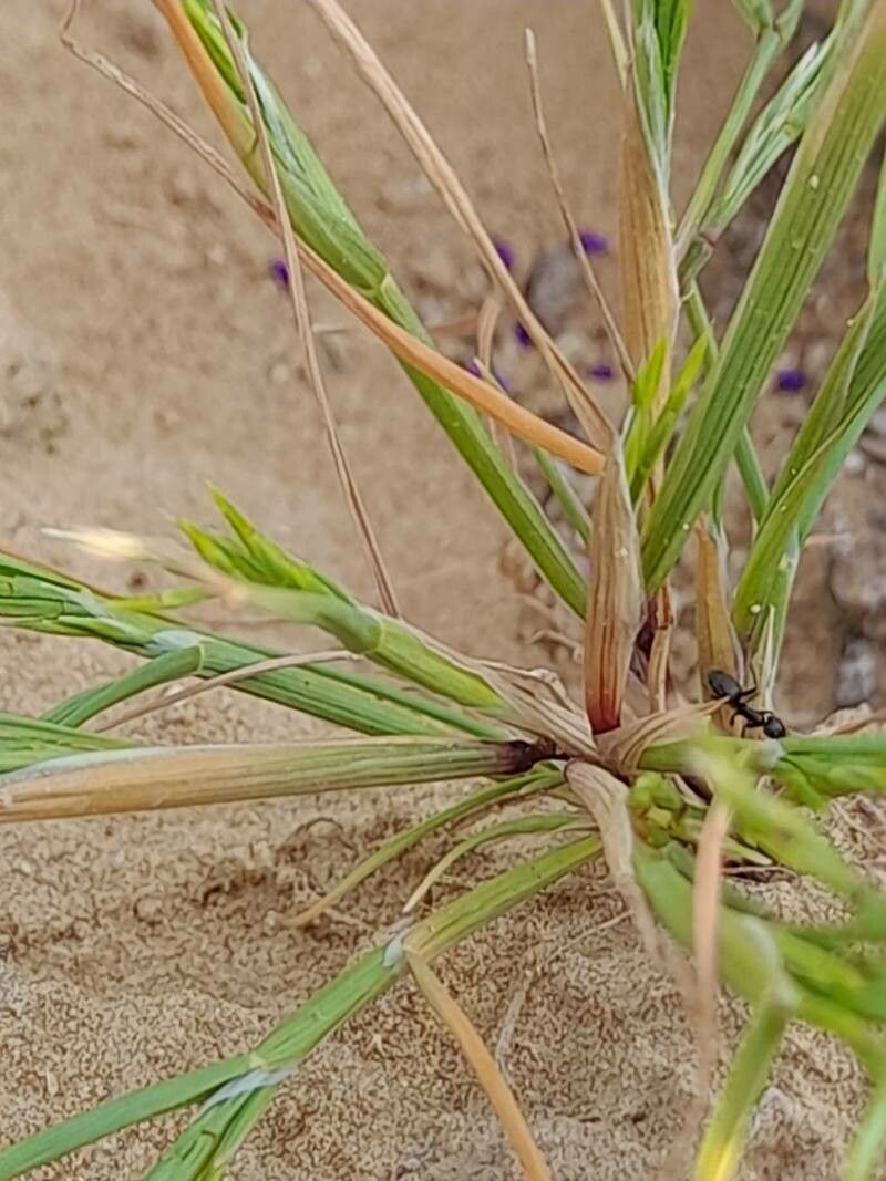 Cutandia dichotoma bark