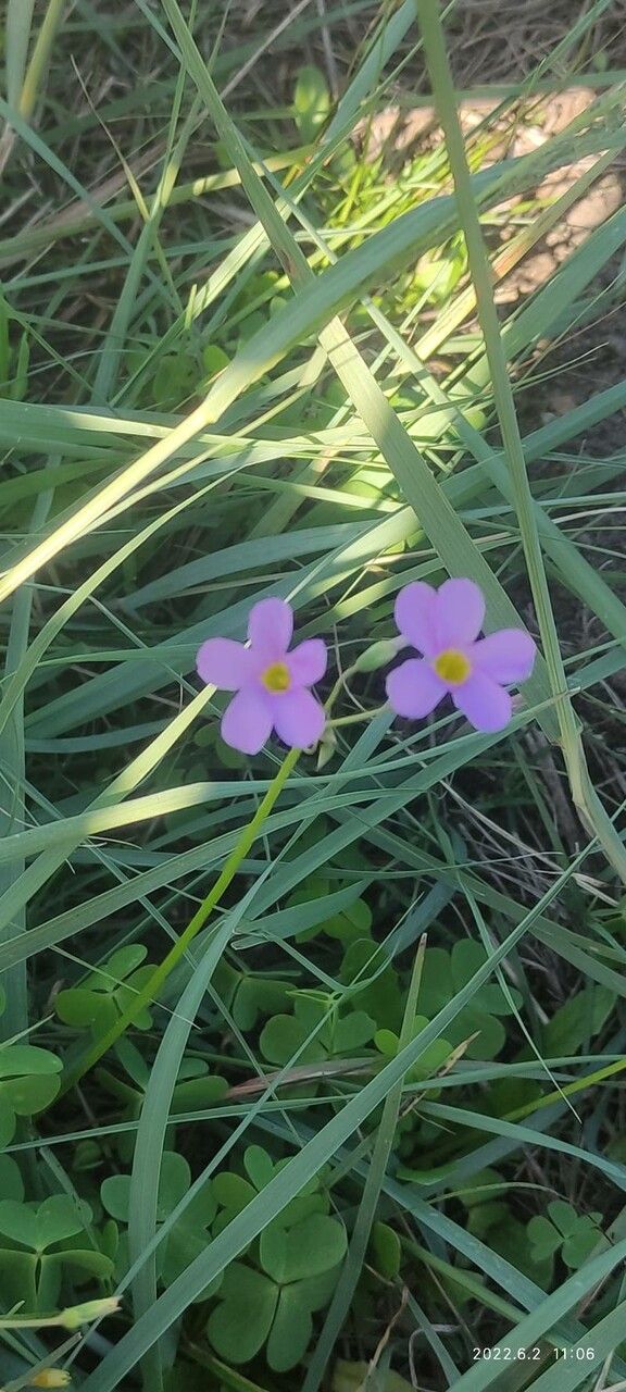Oxalis obliquifolia flower