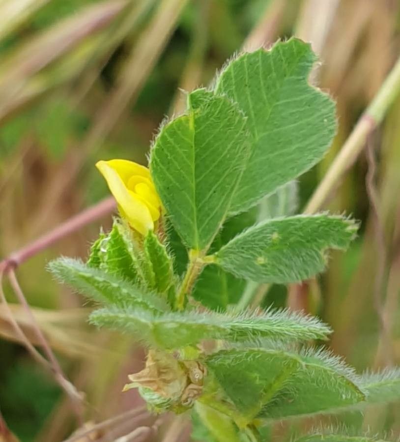 Medicago truncatula flower