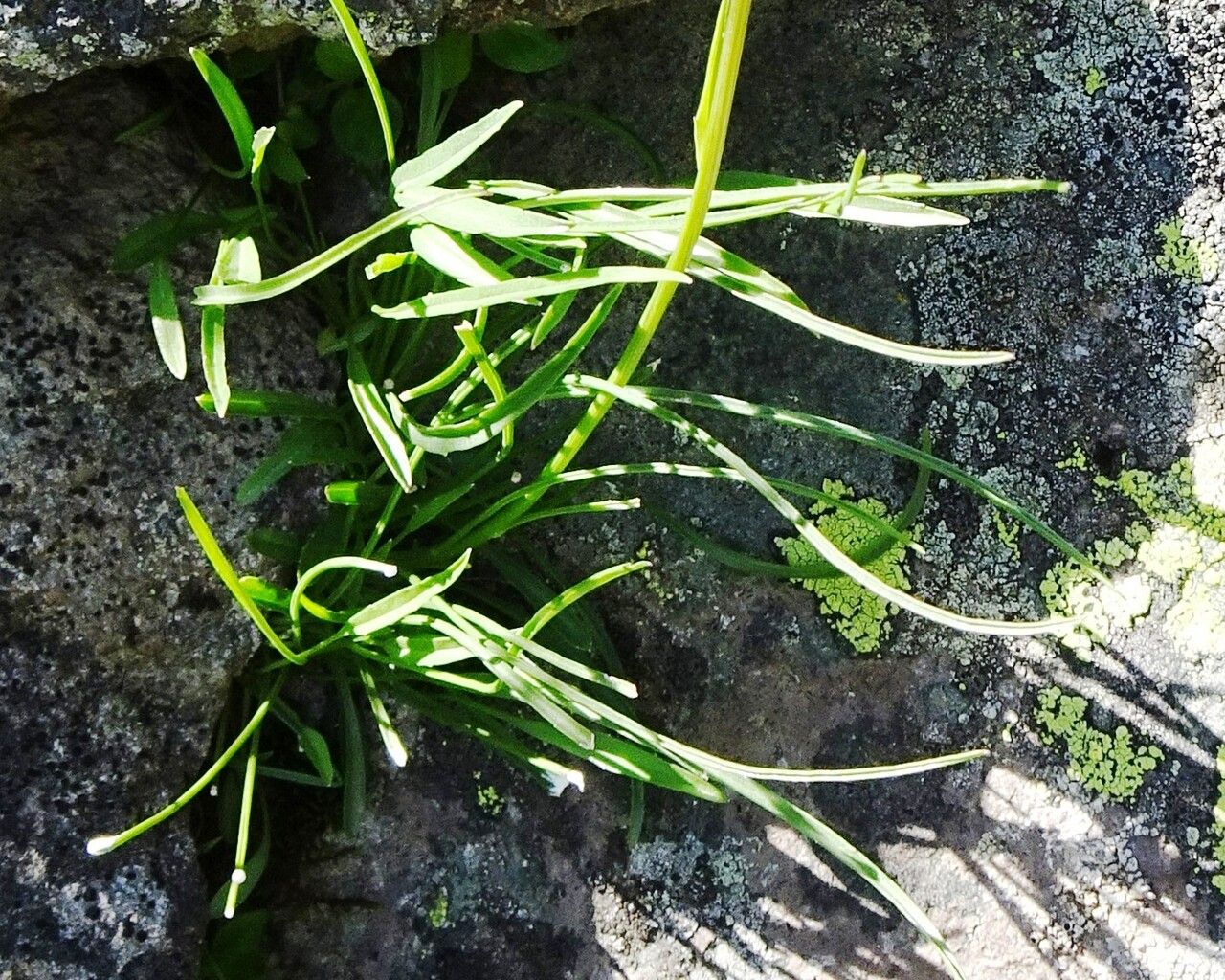 Phyteuma hemisphaericum leaf
