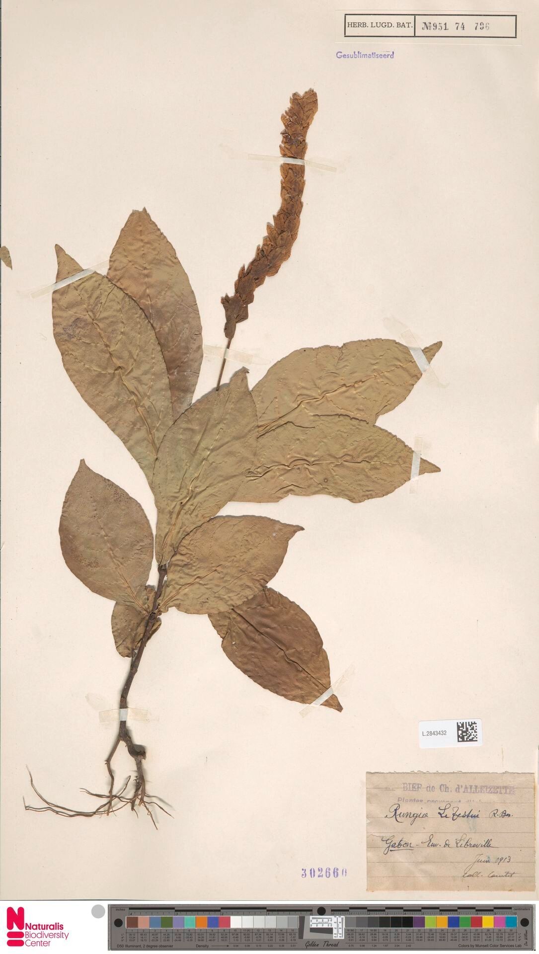 Rungia letestui — houseplant care guide