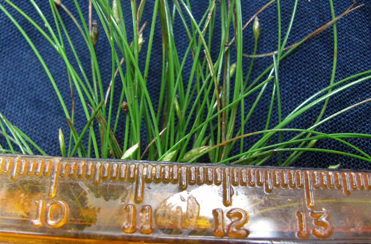 Eleocharis retroflexa — search result for 'Eleocharis'