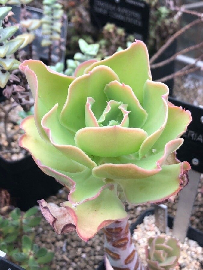Echeveria pallida — search result for 'Echeveria'