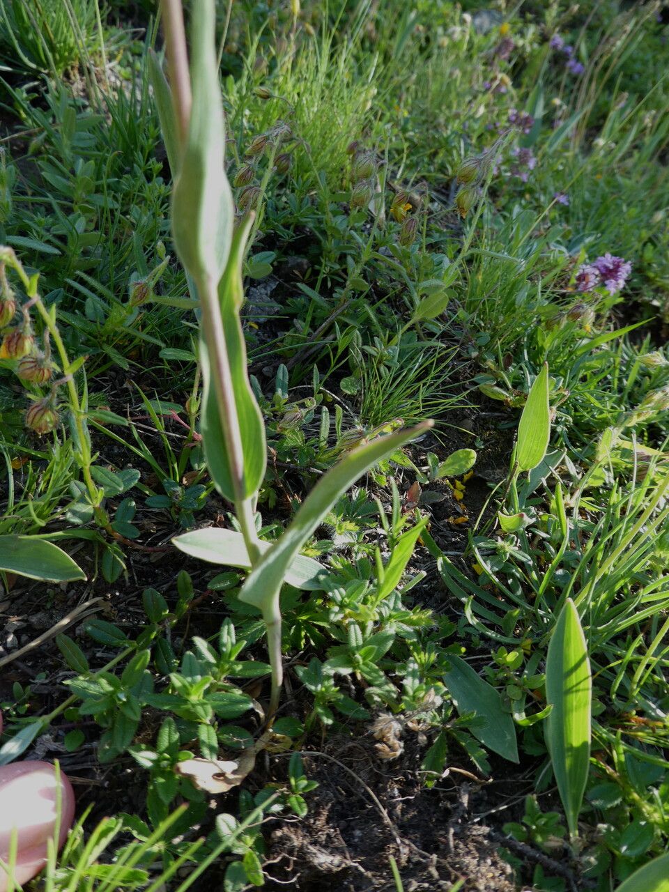 Ranunculus amplexicaulis bark
