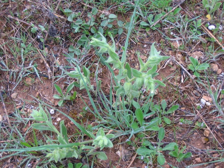 Nonea pallens habit