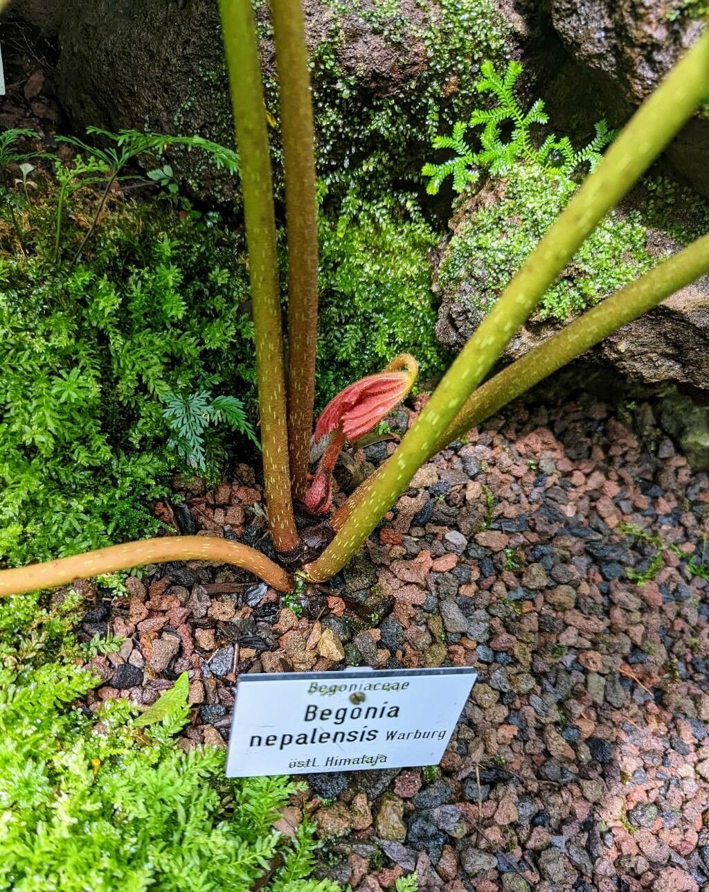 Begonia nepalensis bark