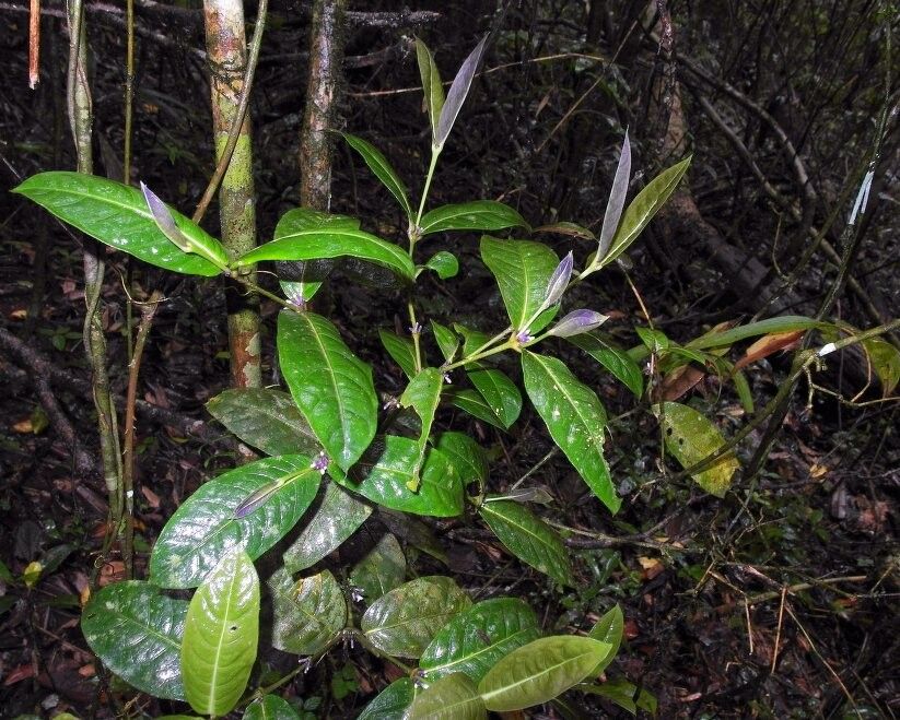 Saldinia dasyclada — related species from the same genus