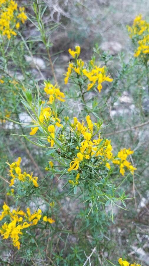 Genista triacanthos flower